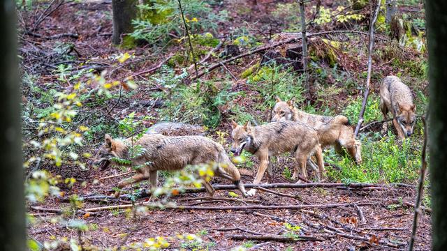 Offizielle Statistik: Weniger Wölfe in Bayern