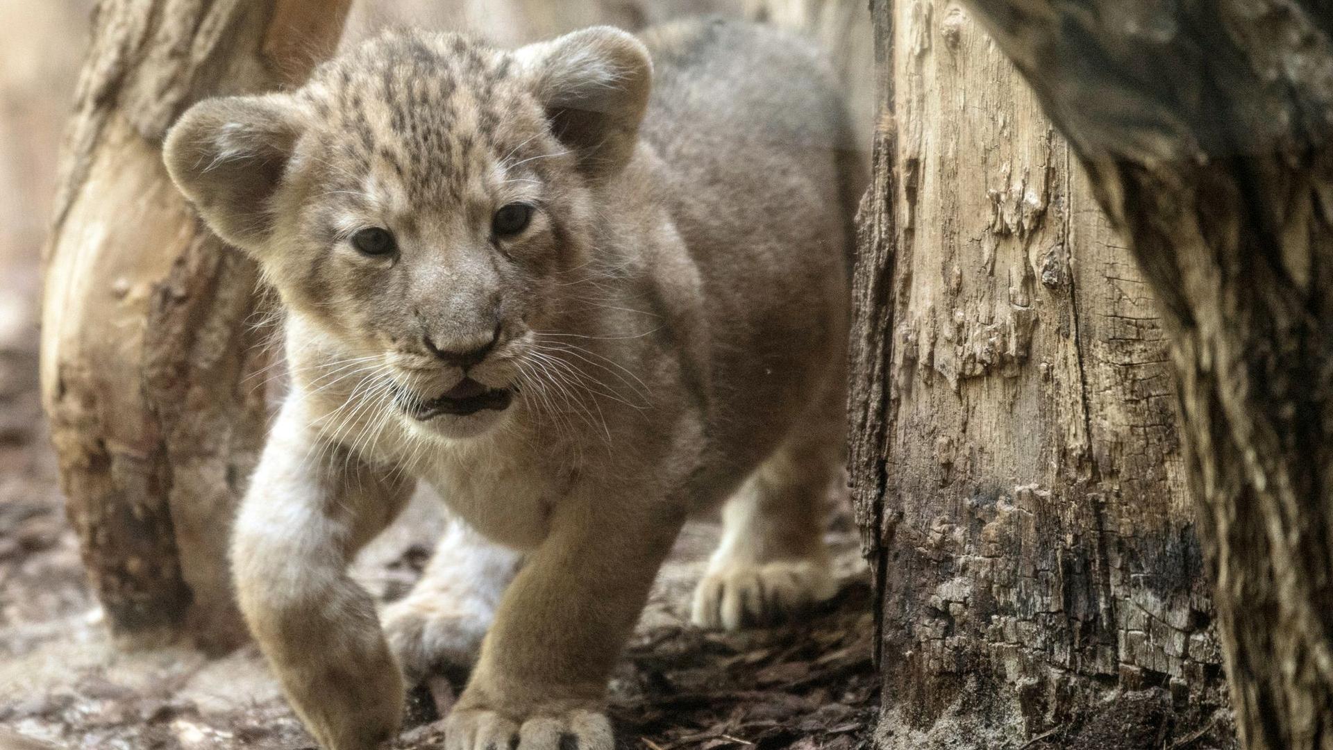 Kurioses: Junger Löwe am Steuer – Clip wohl nicht in Bremen gedreht