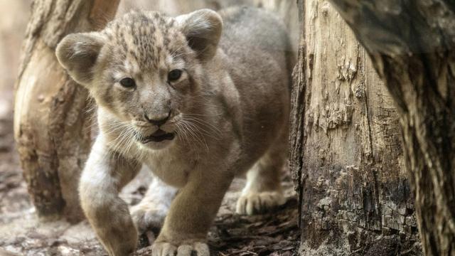 Kurioses: Junger Löwe am Steuer – Clip wohl nicht in Bremen gedreht