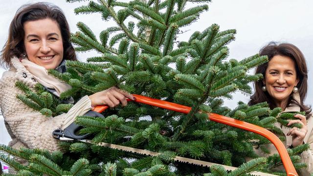 V Nemčiji se je začela sezona božičnih dreves, cene pa ne bodo nižje