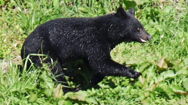 Einsatzkräfte am Limit: Rekordzahl an Todesfällen: Japan bläst zur Bärenjagd