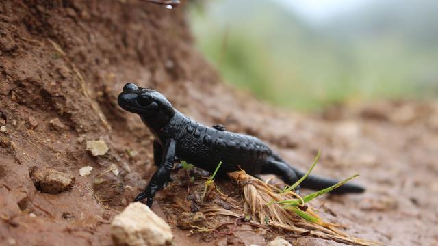 Alpski salamander razglašen za "Lurka leta 2026"