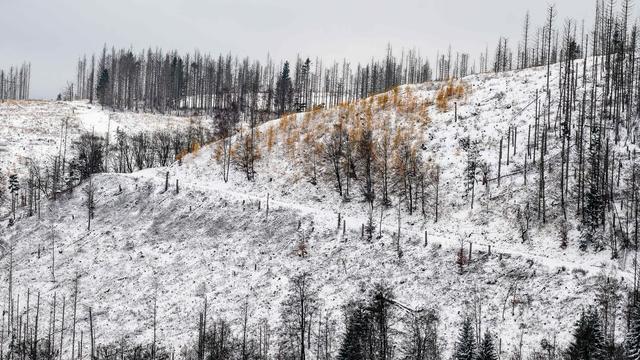 Wetter: Meteorologen erwarten Schnee im Oberharz