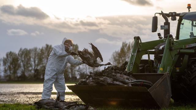 Geflügelpest: Vogelgrippe in Brandenburg – Nabu fordert Aufklärung