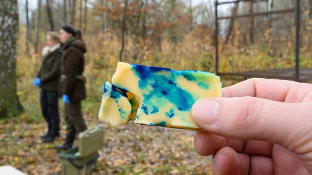 Studie: Köder statt Spritze: Wie Wildschweine geimpft werden könnten