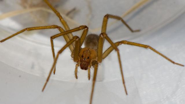 Achtbeiner an Hochschule: Chilenische Giftspinne lebt in Kellern der Uni Tübingen