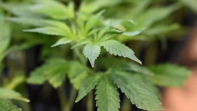 Kurioser Zwischenfall: Tschechien: Drogenpilot muss ins Gefängnis