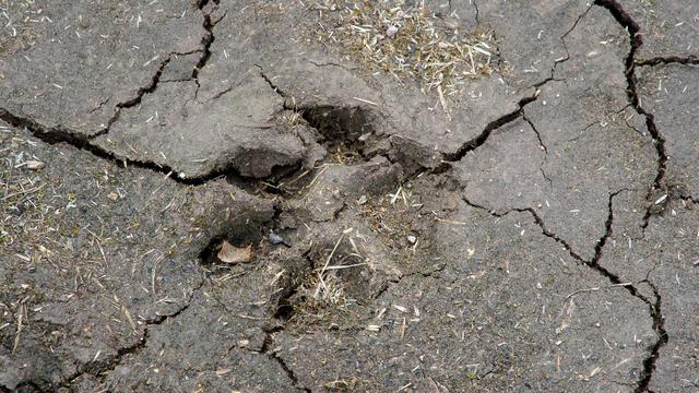 Tierwohl: 130 Hunde aus 