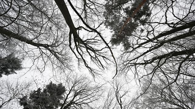 Klima: Hessens Wälder sind weiterhin gestresst