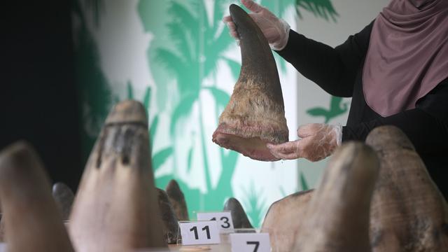 V Singapurju zasegli rekordno količino rogov nosorogov, skritih v pohištvenih elementih