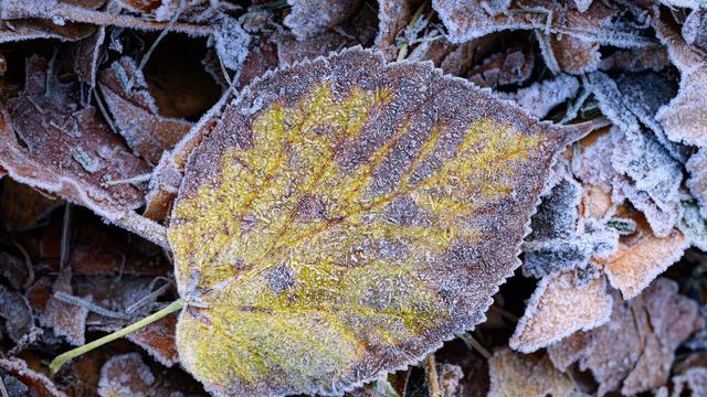 Wetter: Trübe Mitte der Woche – Frostiger Start ins Wochenende