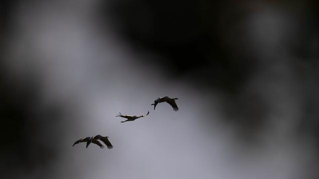 Geflügelgrippe: Weiter Stallpflicht für Geflügel im Saarland