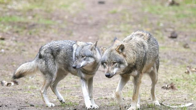 Konfliktthema Wolf: Brandenburg will keine Quotenjagd auf den Wolf