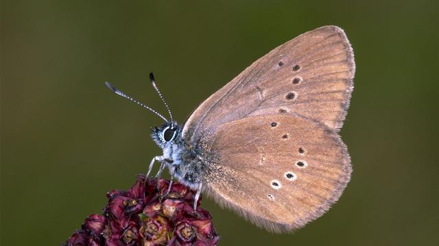 Seltene Art: Dunkler Wiesenknopf-Ameisenbläuling Schmetterling des Jahres