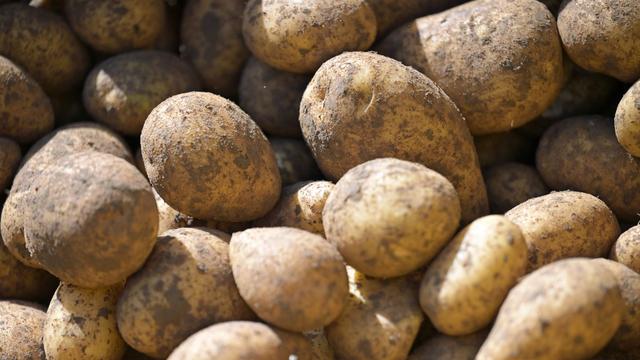 Landwirtschaft: Kartoffelernte in Thüringen dieses Jahr besonders hoch