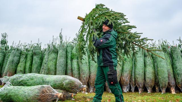 Weihnachtsbräuche: Weihnachtsbaum-Saison in Brandenburg eröffnet