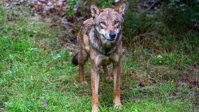 Tiere: Junger Wolf zeigt keine Scheu vor Menschen