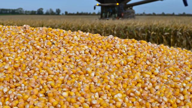 Landwirtschaft: Mehr Körnermais für Brandenburger Bauern