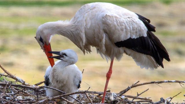 Natur: Weniger junge Störche in Sachsen-Anhalt
