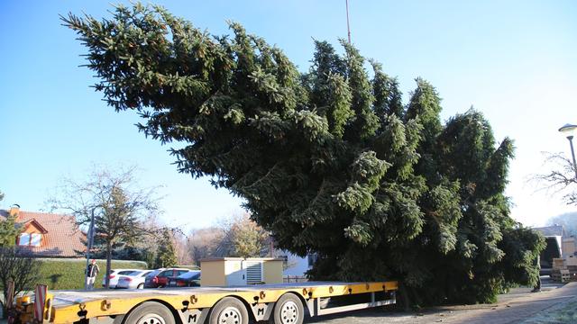 Fichte aus Thüringen: Der Sieger im Weihnachtsbaum-Casting fährt nach Berlin