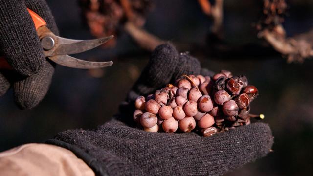 Weinspezialität: Eiswein an der Bergstraße gelesen