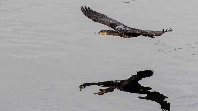Gefräßiger Wasservogel: Hunderttausende Euro für Projekte gegen den Kormoran