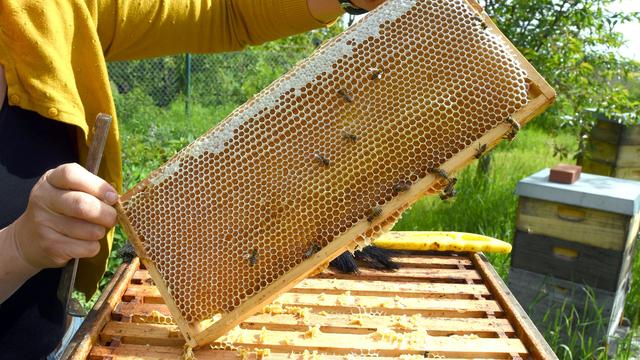 Bienen: Imker ernten Rekordwert - Preis für Honig steigt