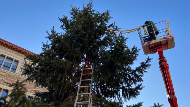 Zerbrochene Fichte: Neuer Weihnachtsbaum für Abgeordnetenhaus soll kommen
