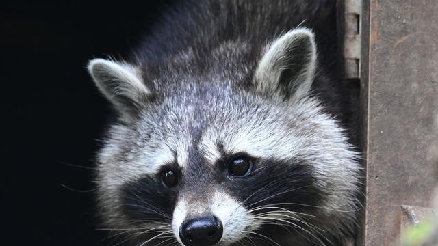 Invasive Arten: Problembär: Auch in Sachsen gibt es immer mehr Waschbären