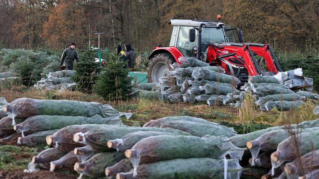 Forstwirtschaft: Weihnachtsbäume in MV etwas teurer als im Vorjahr