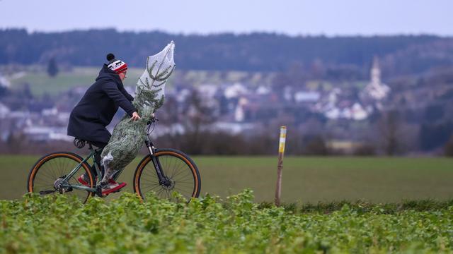 Weihnachten: Weihnachtsbaum aus der Region – worauf Käufer achten sollten