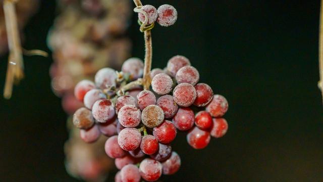 Eisige Kälte machts möglich: Winzer lesen Eiswein in klirrend kalter Nacht