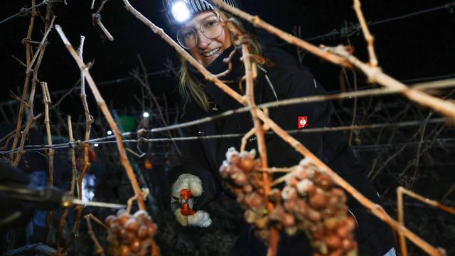 Weinlese: Winzer mühen sich in bitterer Kälte für Eiswein-Ernte