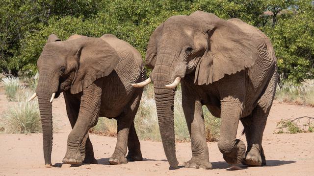 Tiere und Pflanzen: Artenschutzkonferenz: Elefanten, Haie und Aale im Visier