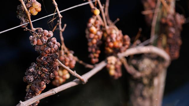 Weinspezialität: Winzer hoffen auf Frostnächte für Eiswein-Lese