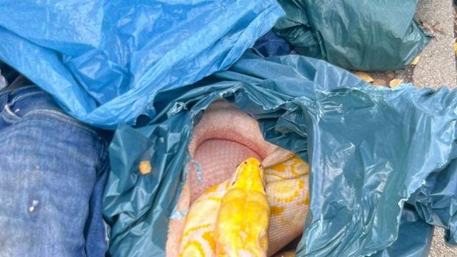 Tiere: Drei Meter große Schlange in der Altkleidersammlung gefunden