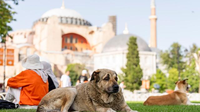 Türkei: Istanbul geht gegen Fütterung von Straßenhunden vor