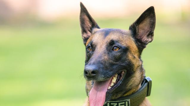 Oberfranken: Mann greift in Kinderwagen mit Baby – Polizeihund fasst ihn