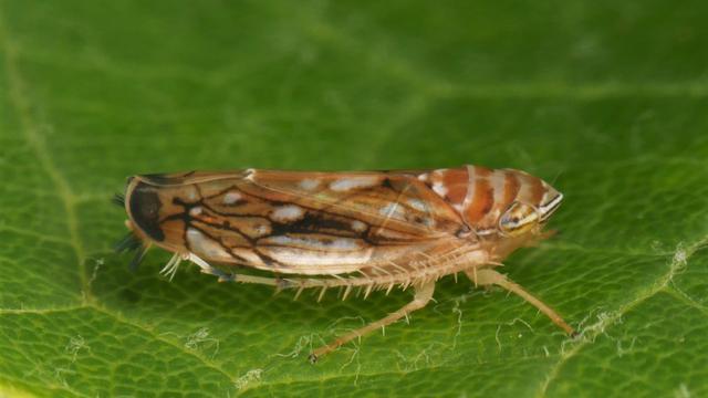 Weinbau: Neue Rebkrankheit nachgewiesen: Gefahr schneller Ausbreitung
