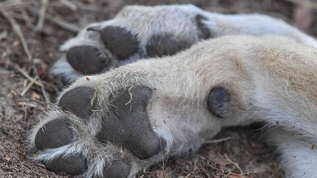 Tiere: Toter Wolf gefunden - Ermittler eingeschaltet