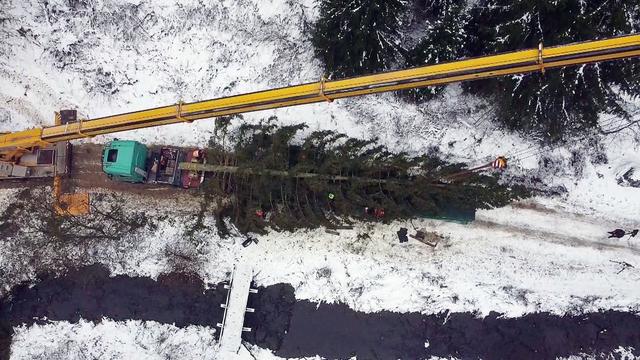 Weihnachten in der Hauptstadt: Weihnachtsbäume aus dem Harz und Thüringen zieren Berlin