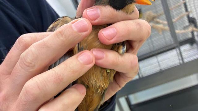 Tiertransport: Zoll entdeckt geschmuggelte Singvögel im Handgepäck