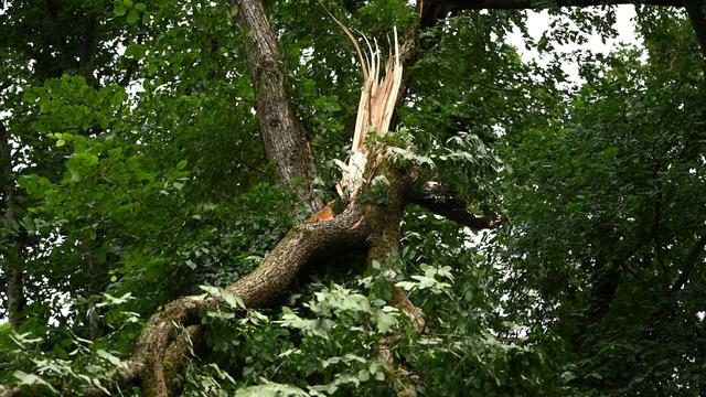 Waldzustandsbericht: Berliner Wälder so stark geschädigt wie lange nicht
