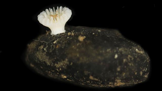 Ungewöhnliches Tiefseeleben: Erstmals Steinkorallen auf Manganknollen entdeckt