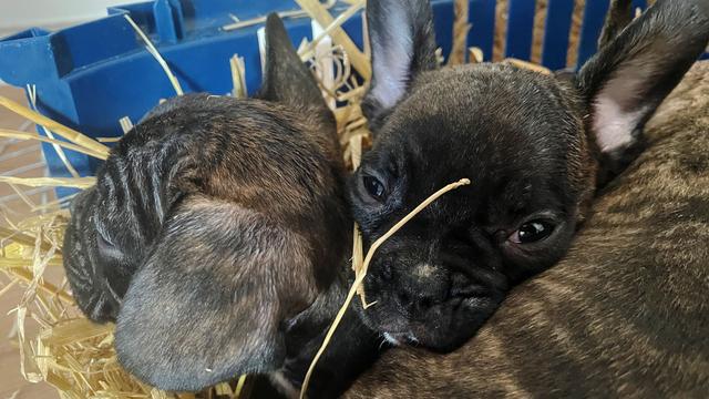 Tierschutz: EU will illegalen Tierhandel eindämmen