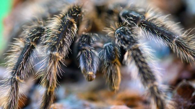 Sonderausstellung: Vogelspinnen können in Gewächshäusern bestaunt werden