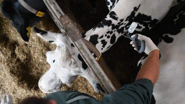 Restriktionszone ausgewiesen: Blauzungenkrankheit bei Rind in Rheinland-Pfalz nachgewiesen