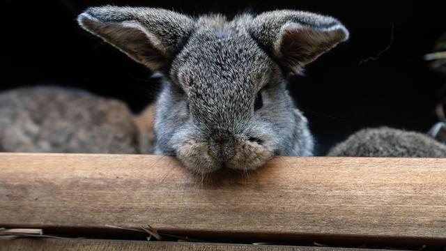 Tiere: Kaninchen verbringt Nacht auf Wittenberger Polizeirevier