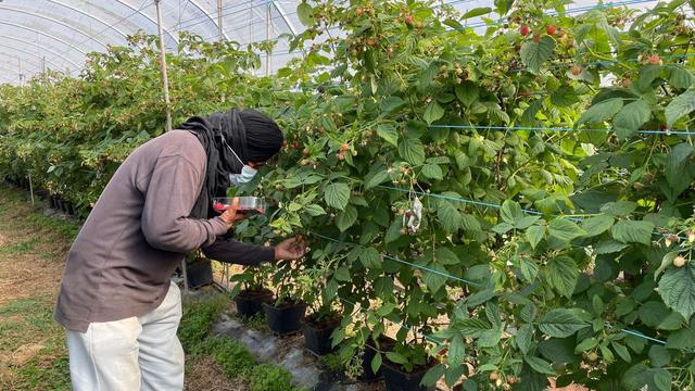 Ausbeutung von Migranten: Menschenhandel in Portugal: Elf Polizisten festgenommen