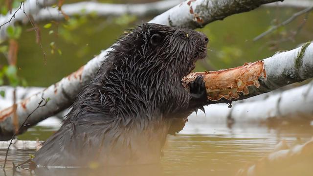 Nach Verdacht auf Jagdwilderei: Obduktion: Verletzter Biber wurde nicht angeschossen